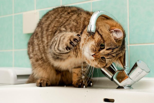 Котик умывается