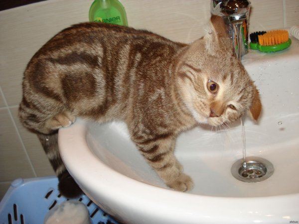 Котик умывается лапкой