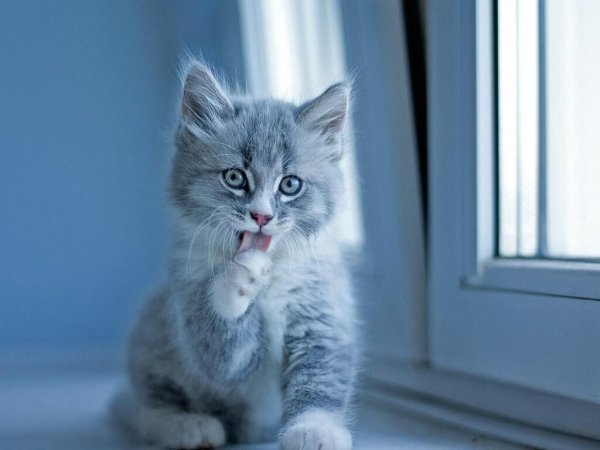 Кошка умывается