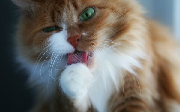 Котенок умывается