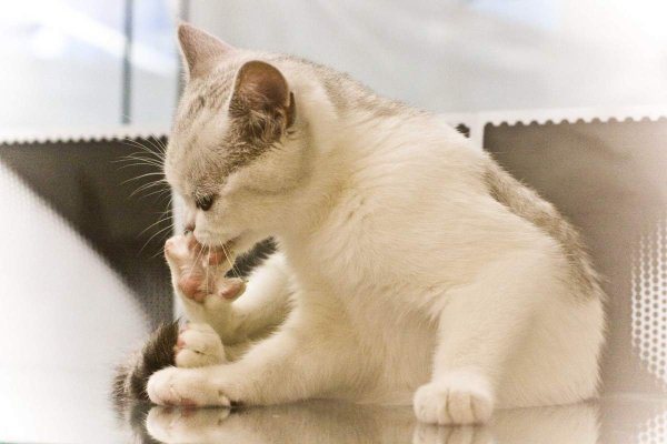 Кошка вылизывает себя