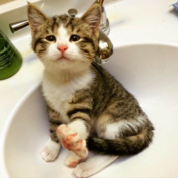 Котик умывается лапкой