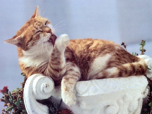 Кошка вылизывается