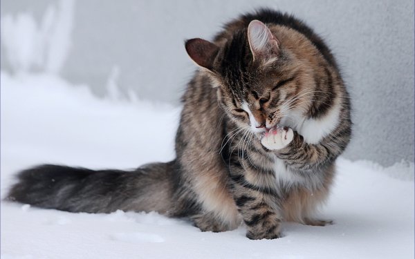 Белый кот умывается