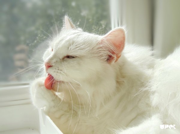 Кот вылизывается