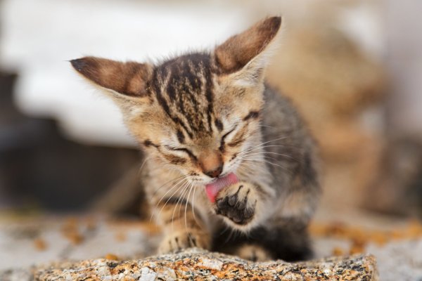 Котенок облизывается