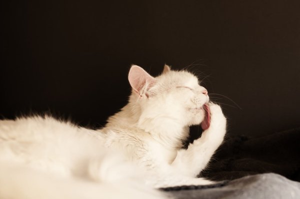 Кошка вылизывается