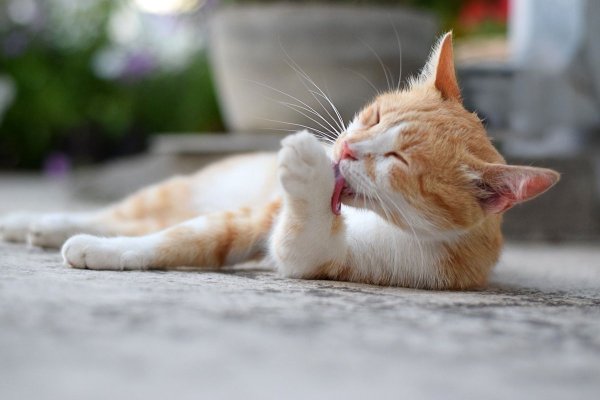 Кошка вылизывается