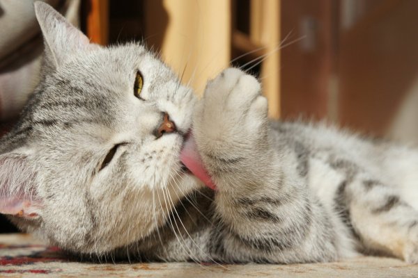 Котик умывается лапкой
