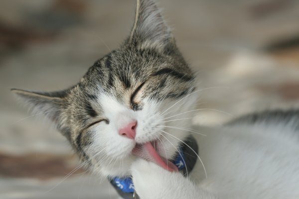 Котик вылизывается