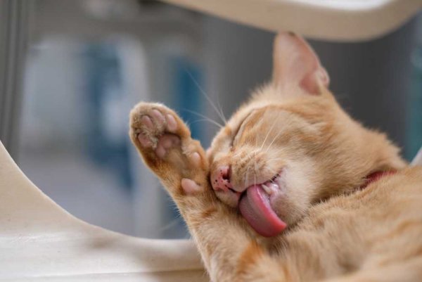 Котенок умывается