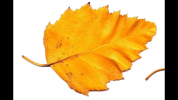 Осенние листья