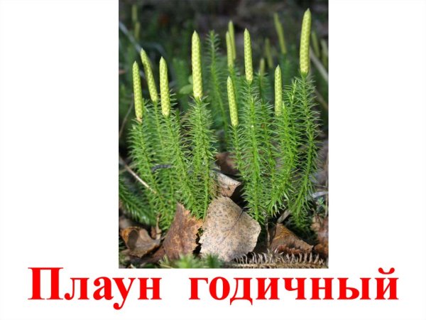 Микрофил у плаунов