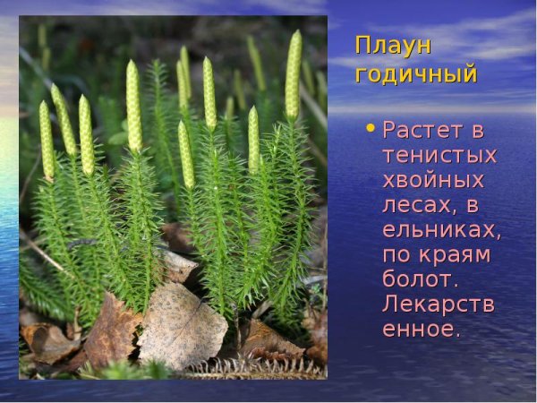 Плаун годичный