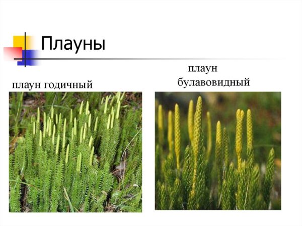 Плаун булавовидный среда обитания