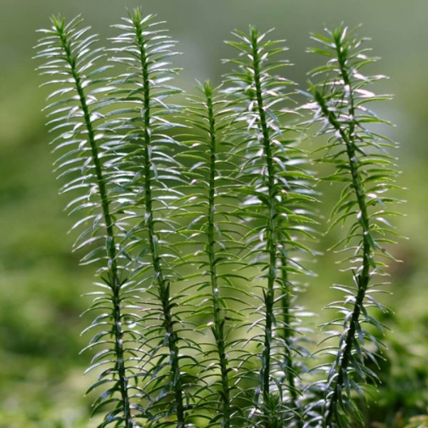 Плаун годичный (Lycopodium annotinum)
