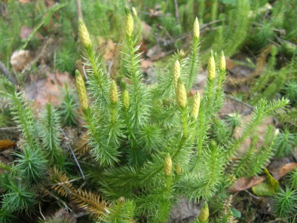 Плауна Lycopodium annotinum