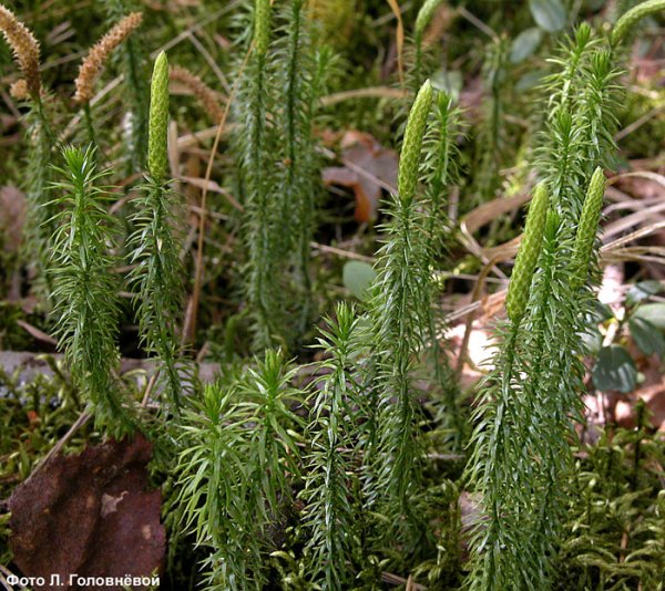 Плаун годичный (Lycopodium annotinum)