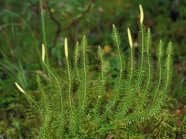 Плаун годичный (Lycopodium annotinum)