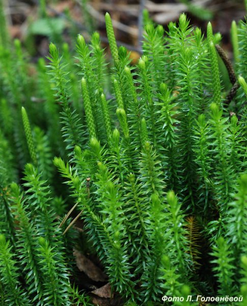 Lycopodium annotinum