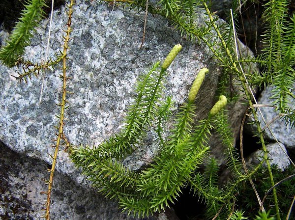 Плауна Lycopodium annotinum