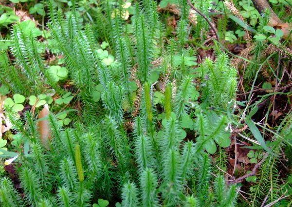 Плаун годичный (Lycopodium annotinum)