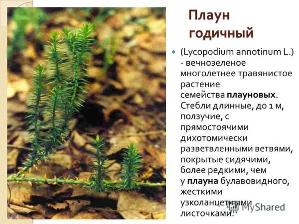 Паспорт плауна годичного