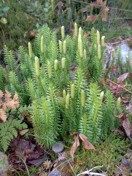 Плаун годичный (Lycopodium annotinum)
