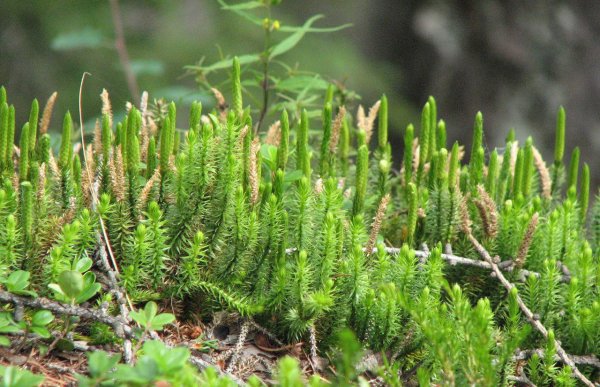 Плаун булавовидный Lycopodium clavatum l.