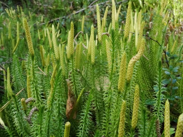 Плаун годичный (Lycopodium annotinum)