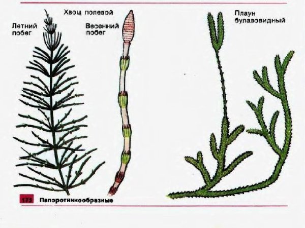 Хвощ полевой и плаун