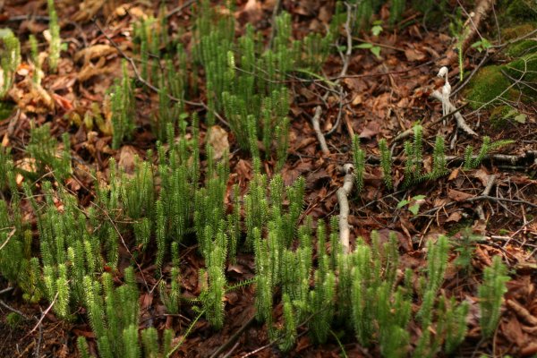 Плаун годичный (Lycopodium annotinum)