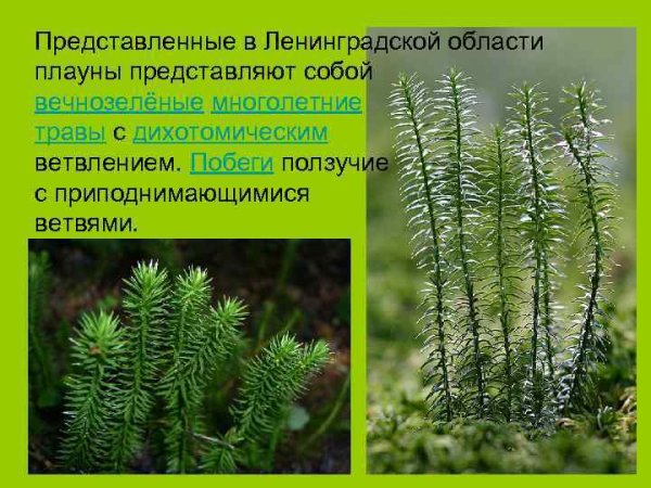 Ползучие побеги плауна