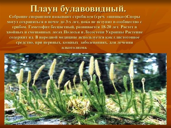 Стробилы плауна булавовидного
