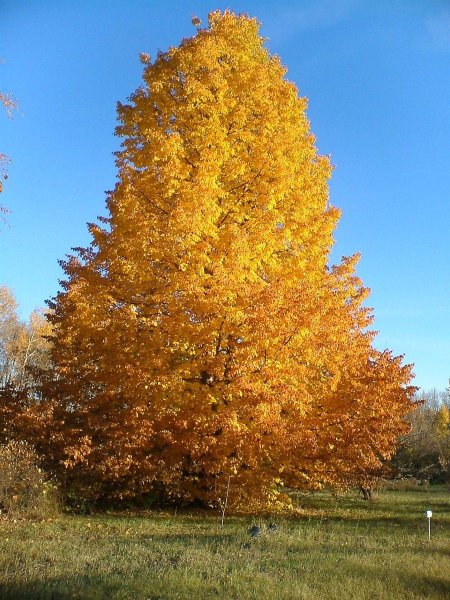 Липа мелколистная листья осень