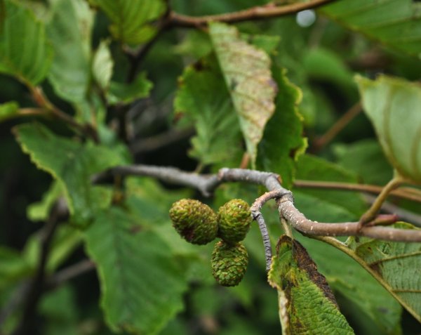 Ольха серая Alnus incana (l.) Moench