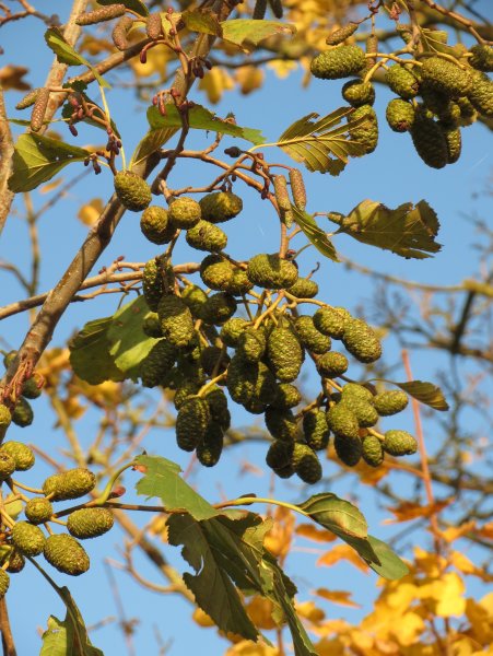 Ольха Alnus glutinosa