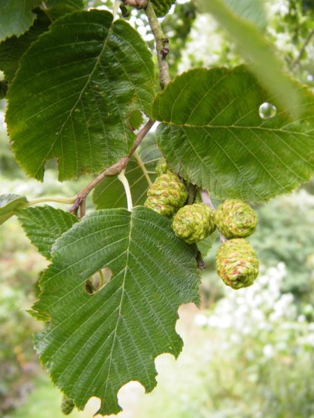 Ольха пушистая (Alnus hirsuta)