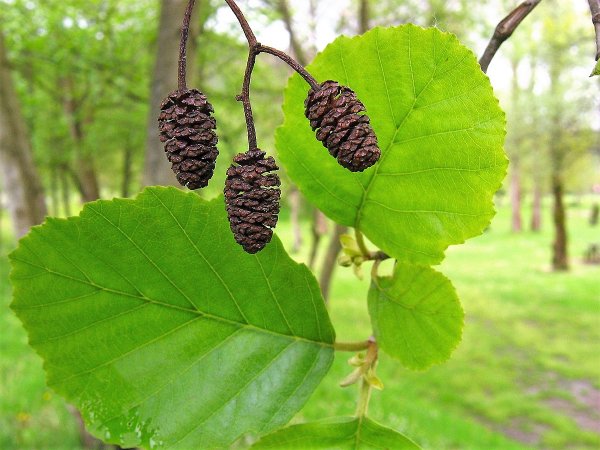 Alnus glutinosa