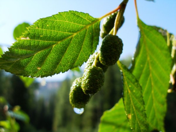 Ольха серая Alnus incana (l.) Moench