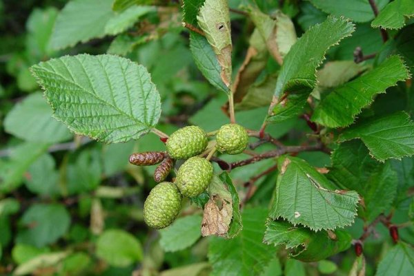 Ольха серая Alnus incana