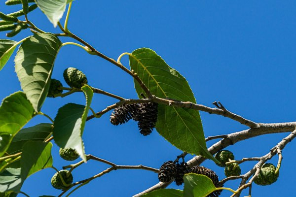 Ольха черная (Alnus glutinosa)