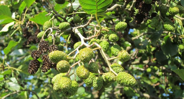 Ольха серая Alnus incana