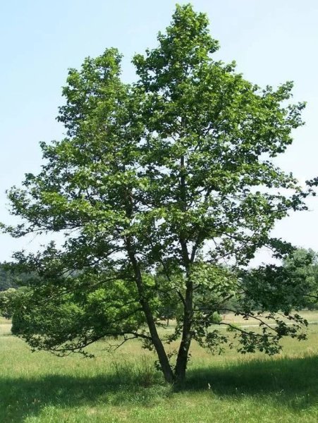 Ольха черная (Alnus glutinosa)