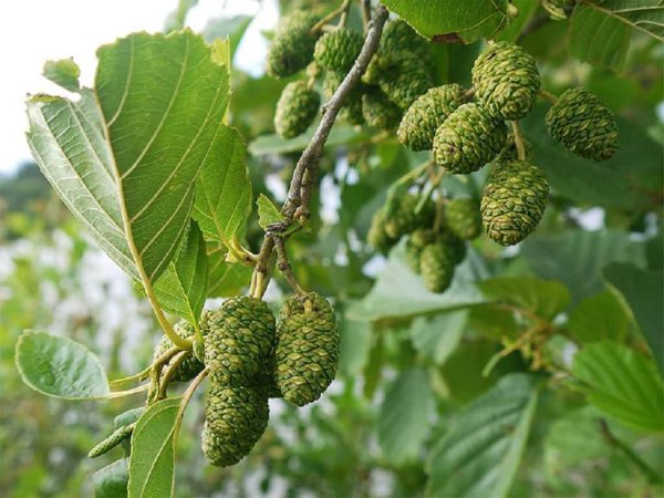 Ольха кустарниковая