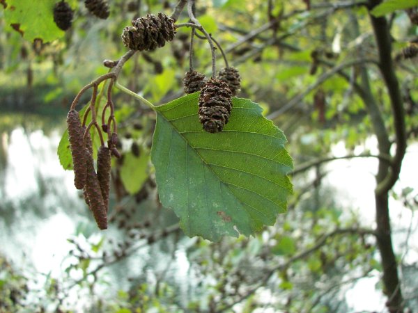 Ольха черная (Alnus glutinosa (l.) Gaertn)