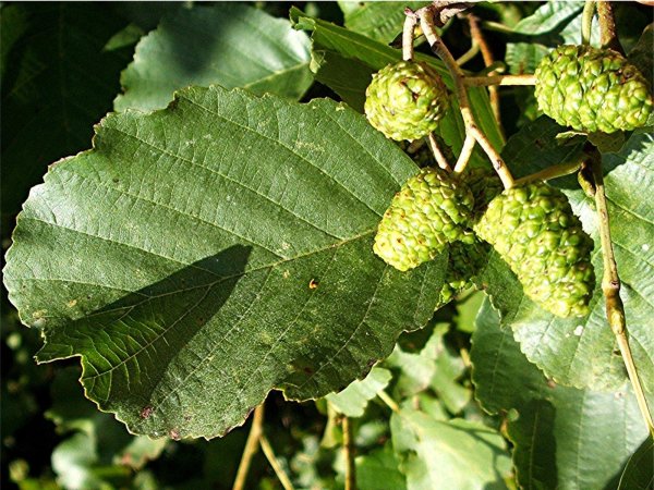 Alnus glutinosa (ольха европейская)