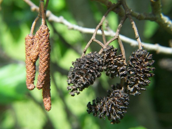 Ольха черная (Alnus glutinosa)