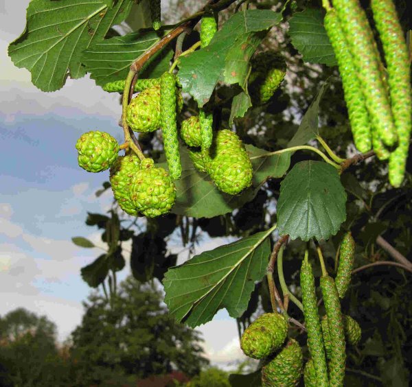Ольха Alnus glutinosa