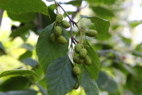 Ольха черная (Alnus glutinosa)
